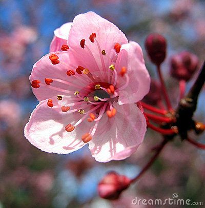 Peach Flower - Download From Over 49 Million High Quality Stock Photos, Images, Vectors. Sign up for FREE today. Image: 7252231 Usa Quilt, Peach Blossom Flower, State Flowers, Apricot Blossom, Delaware State, Flower Symbol, Peach Tree, Peach Trees, Wonderful Flowers