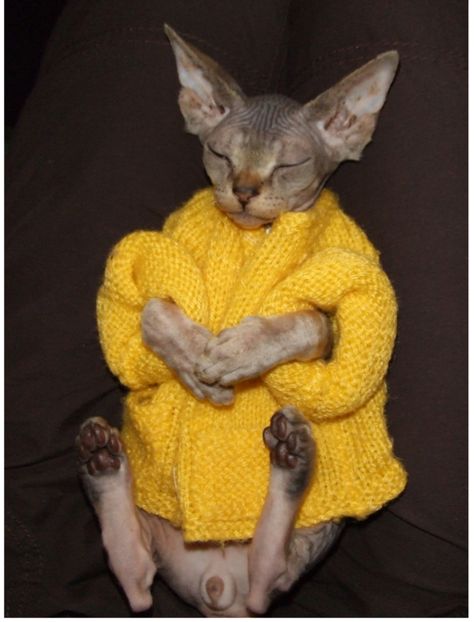 Dress cat Hairless Cat, A Cat, Thank You, Yellow, Dogs, Clothes