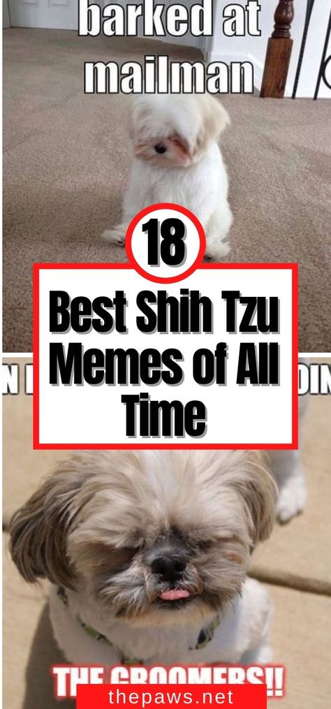 Shih Tzu Outfits, Cute Shitzu Puppies, Shitzu Funny, Shih Tzu Haircuts Grooming, Shitzu Dogs Haircuts, Shih Tzu Puppy Training, Shih Tzu Grooming Styles, First Night With Puppy, Shorkie Dogs