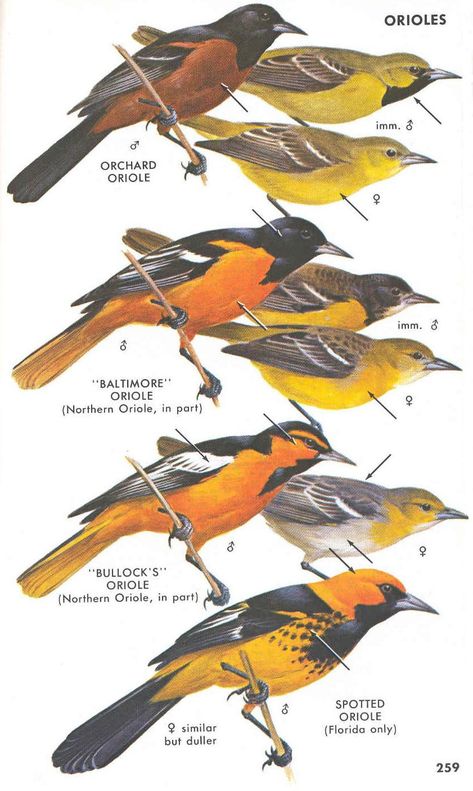 Baltimore Orioles Birds, Backyard Birds Watching, North American Birds, Wild Birds Unlimited, Oriole Bird, Hummingbird Nectar, American Birds, Bird Identification, Bird Artwork