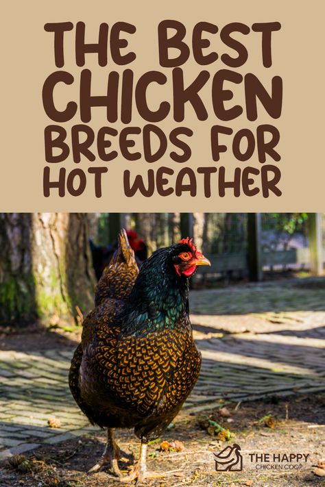 What are the best chicken breeds for hot weather? Learn how to pick out chickens that will thrive in your area, keep them cool, and spot signs of heat stroke! Chickens In Summer Heat, Heat Tolerant Chicken Breeds, Barnevelder Chicken, Best Chicken Breeds, Chicken Coups, Chicken Board, Plymouth Rock Chicken, Laying Chickens Breeds, Chicken Raising