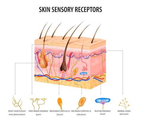 Skin sensory receptors concept with nerv... | Free Vector #Freepik #freevector #hair #concept #skin Sensory Nerves, Ingrown Hair Removal, Beauty Drawings, Skin Bumps, Work Images, Flat Vector Illustration, Skin Tissue, Instagram Frame Template, Instagram Frame