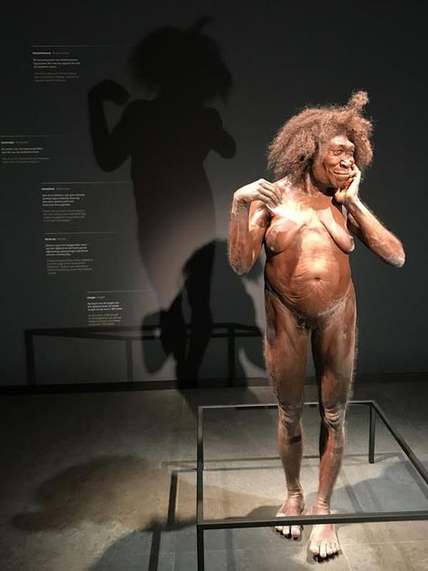 Recreation of a Homo Erectus female who lived c. 2 million years ago at a museum in Leiden, Netherlands No Cell Phones, Homo Erectus, Trade Off, Human Evolution, M F, Archaeology, Netherlands, Greek Statue, Lion Sculpture