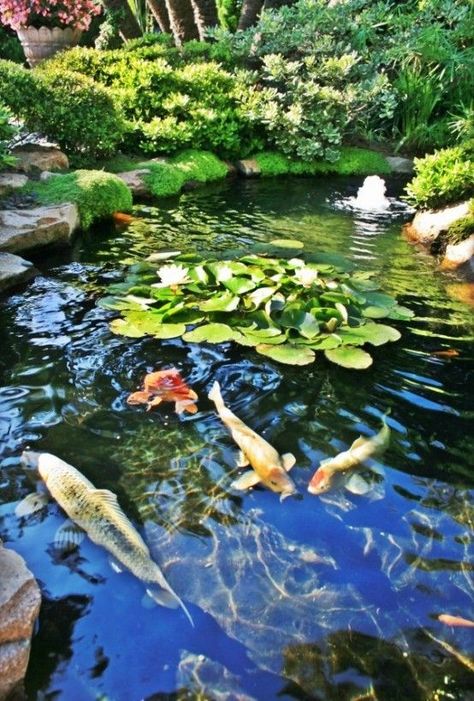 The Five Keys to Achieving a Healthy Koi Pond Kolam Koi, Taman Air, Goldfish Pond, Outdoor Ponds, Zen Garden Design, Pond Waterfall, Pond Water Features, Pond Fountains, Koi Fish Pond