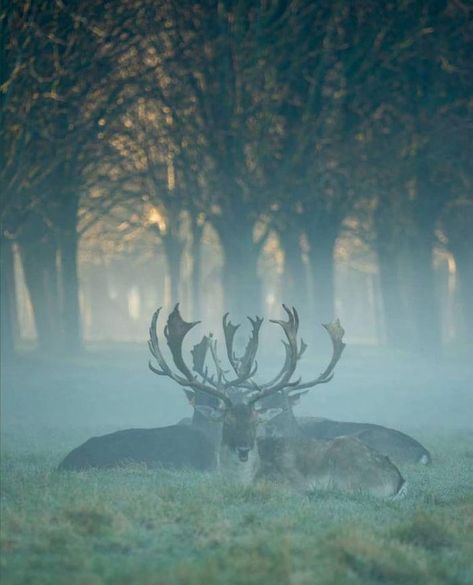 Ireland Aesthetic, Best Of Ireland, Wild Deer, Love Ireland, Library Aesthetic, Modern Magic, Misty Morning, Fantasy Aesthetic, Ireland Travel