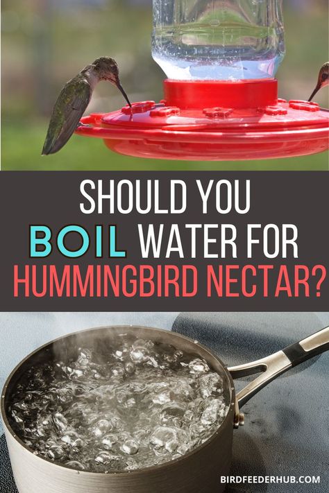 If you make your own hummingbird nectar (which is a great thing to do!), do you need to boil the water? We take a look at if boiling the water is necessary or helpful when making your own nectar. #hummingbirds #hummingbirdfeeders #nectar Easy Hummingbird Food, Diy Hummingbird Nectar, Home Made Hummingbird Nectar, Hummingbird Food Recipe Small Batch, Hummingbird Food Recipe No Boil, Cleaning Hummingbird Feeder, Best Hummingbird Feeder Recipe, How To Make Hummingbird Nectar, Hummingbird Food Recipe Homemade