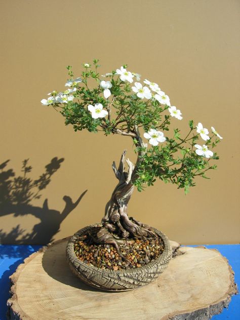 Bonsai For Beginners, Flowering Bonsai, Flowering Bonsai Tree, Bonsai Forest, Bonsai Tree Types, Bonsai Tree Care, Bonsai Techniques, Indoor Bonsai Tree, Plantas Bonsai