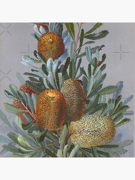 "Banksia Australian Wildflower Watercolor" Throw Pillow for Sale by karwilbedesigns | Redbubble Australian Flowers Painting, Watercolor Pillows, Australian Wildflowers, Australian Flowers, Australian Native Flowers, Australian Plants, Australian Flora, Still Life Photos, Plant Painting