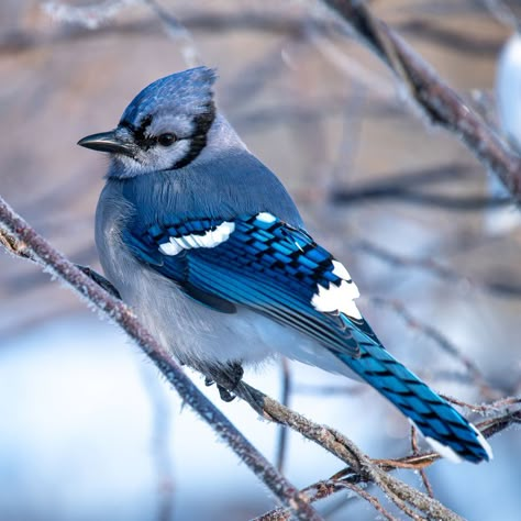 When You See a Blue Jay, It Could Be a Major Sign That You Need to Pay Attention Quincy Core, Blue Jay Meaning, Blue Jay Bird, Insect Wings, Favorite Animals, Pretty Animals, Bad Luck, Nature Plants, Spiritual Connection