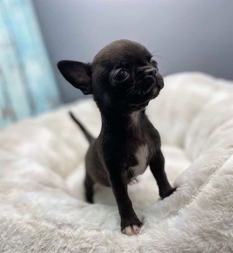 Vegan Info, Chihuahua Breeders, Black Chihuahua, Chihuahua Lover, Silly Cats Pictures, Puppies And Kitties, Teacup Puppies, Animal Pics, Chihuahua Puppies