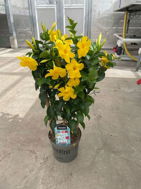 Mandevilla Planter Ideas, Mandeville Plant, Mandevilla Plant, Mandevilla Vine, Garden World, Florida Gardening, Plant Benefits, Thriving Garden, Fertilizer For Plants