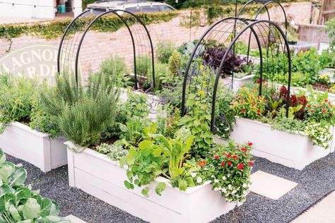 Raised cedar garden beds & custom Ivy arches by @gardengirlstx Vego Garden, Growing Your Own Food, Vegetable Beds Raised, Cedar Garden, Garden Girls, Grow Your Own Food, Garden Layout, Raised Beds, Garden Spaces