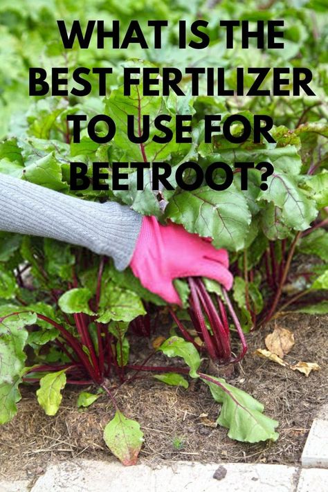 What is the best fertilizer to use for beetroot? Preserving Beets, Grow Beets, Beet Plant, Growing Beets, Fruit Growing, Beet Recipes, Pregnancy Health, Bountiful Harvest, Fat Removal