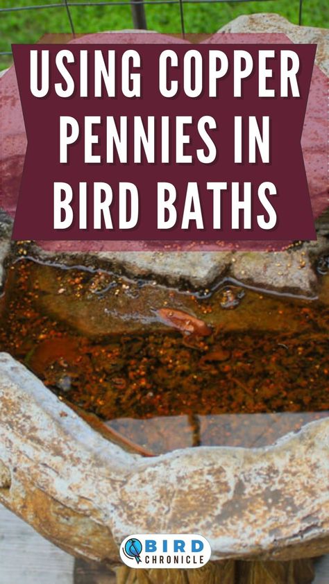 Keeping bird baths clean is an important rule of thumb. One of the ways to do so is placing copper pennies inside a bird bath. Read our guide to find out more about why such coins keep bird baths tidy and attract more birds to it. Copper Bird Bath, Copper Pennies, Copper Work, Bath Cleaning, Contaminated Water, Copper Penny, Water Fountains Outdoor, Bird Baths, Rule Of Thumb