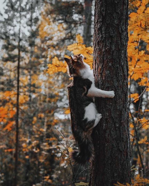 Rare Cats, Cat Reference, Warrior Cats Art, Gorgeous Cats, Forest Cat, Cat Pose, Cat Photography, Unique Cats, Warrior Cat