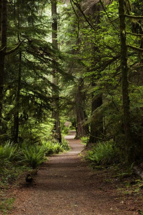 Pine Tree Trail Forest Path, Walk In The Woods, Magical Forest, Alam Yang Indah, Nature Aesthetic, Nature Scenes, Nature Photos, Nature Beauty, Beautiful World