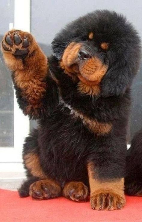 Tibetan Mastiff Puppy Tibetan Mastiff Puppy, Tibetan Mastiff Dog, Big Fluffy Dogs, Pet Anime, Giant Dog Breeds, Expensive Dogs, Dog Breeds List, Big Dog Breeds, Tibetan Mastiff