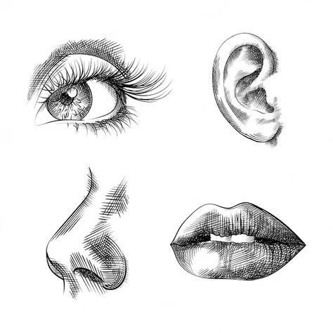 Face parts hand drawn sketches, eye, ear, nose, lips | Download on Freepik Nose Tattoo, Vector Face, Face Parts, Lips Sketch, How To Draw Ears, Eye Sketch, Nose Drawing, Face Illustration, Lips Drawing