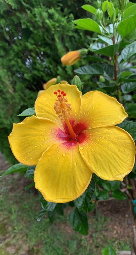 Rose Flower Photos, Yellow Hibiscus, Flowers Photography Wallpaper, Nature Instagram, Flowers Gif, Nothing But Flowers, Fotografi Alam Semula Jadi, Herbal Teas, Flower Therapy