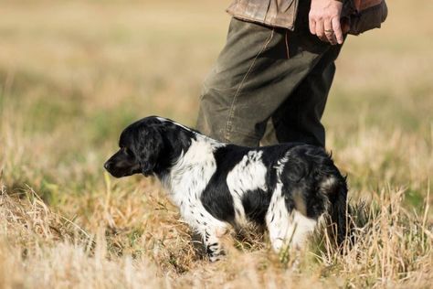 French Brittany Spaniel Puppy, Brittany Spaniel Puppy, French Brittany Spaniel, Brittany Spaniel Puppies, American Brittany, French Brittany, Brittany Spaniel, Spaniel Puppies, Obedience Training