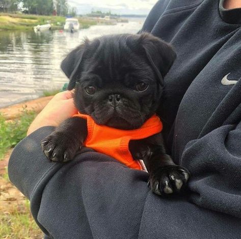 Cute Pug Puppies, Baby Pugs, Cute Animals Puppies, Black Pug, Pug Puppies, Cute Pugs, Pug Love, Pug Dog, Funny Animal Pictures