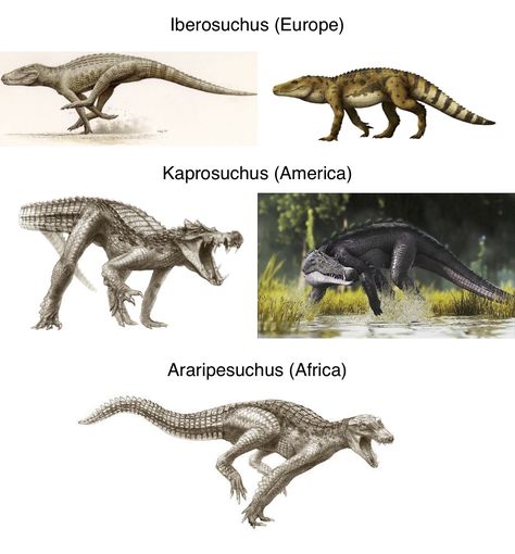 Iberosuchus (Europe) Kaprosuchus (America) Araripesuchus (Africa, & South America) #Dinos #Dinosaurs #Dragons #Gators #Crocodiles Prehistoric Animals Dinosaurs, Prehistoric Wildlife, Jurassic World Dinosaurs, Ark Survival Evolved, Ancient Animals, Dinosaur Funny, Extinct Animals, Dinosaur Art, Prehistoric Creatures