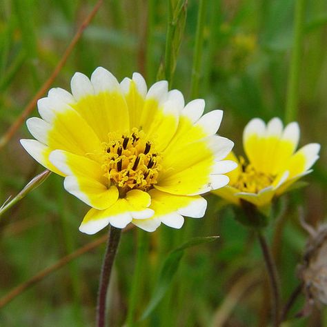 Layia platyglossa, Tidy Tips Seed Balls - Seed-Balls.com  - 1 Layia Platyglossa, Tidy Tips, Seed Balls, Seeds Color, Commercial Landscaping, Attracting Bees, Plant Information, Heirloom Seeds, Fall Plants