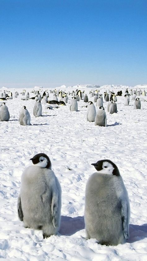 Penguins Penguin Love, Emperor Penguin, Baby Penguins, Cute Penguins, South Pole, Cute Creatures, Sweet Animals, 귀여운 동물, Beautiful Creatures