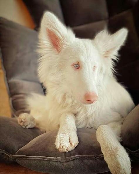 Albino Dogs, 1970s Elvis, Albino Dog, Rare Albino Animals, Rare Dogs, Albino Animals, Canine Art, Cat Pose, Pretty Dogs