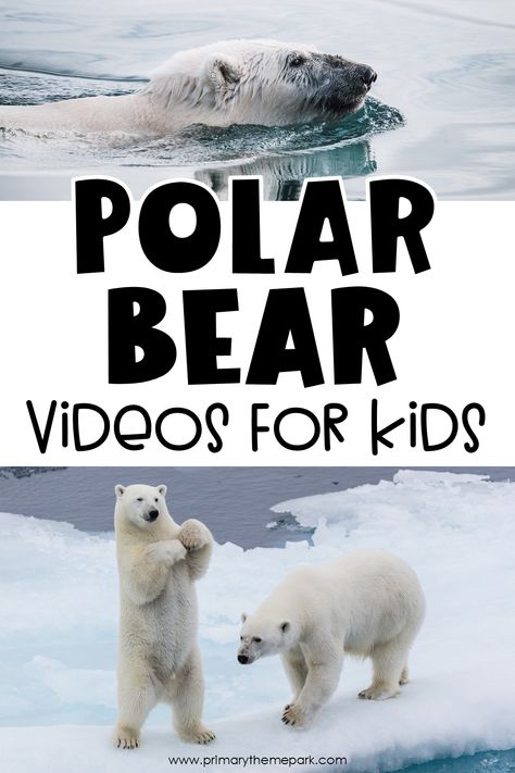 Polar Bear Videos for Kids - Primary Theme Park Polar Bear Adaptations, Polar Bears Preschool, Polar Bear Video, Polar Bear Unit, Bear Videos, Polar Animals Preschool, Polar Bears Activities, Arctic Animals Preschool, Polar Bear Theme