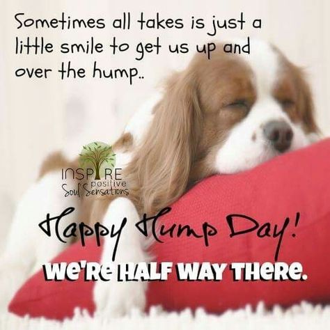 Humpty Hump, Wednesday Sayings, Hump Day Quotes, Morning Jokes, Wednesday Hump Day, Wednesday Coffee, Wednesday Morning Quotes, Wednesday Greetings, Hump Day Humor