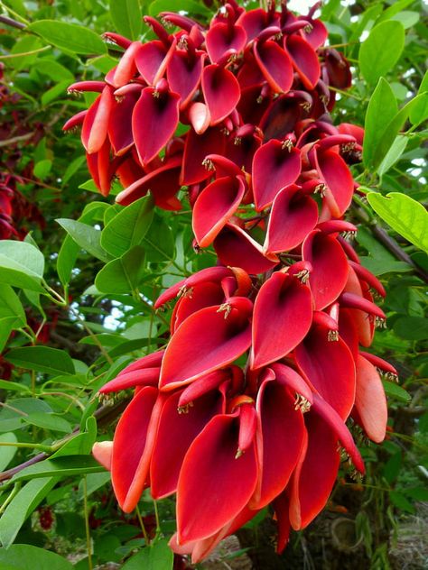 Erythrina crista-galli is a small, deciduous tree that grows up to 26 feet (8 m) tall and equal width... #erythrina #plantopedia #FloweringPlant #flowers #FloweringPlants #plant #plants #flower #blooming #FlowersLover #FlowersLovers #FlowerGarden #WorldOfFlowers #WorldOfFloweringPlants #nature Coral Tree, Strange Flowers, Flowers Blooming, Unusual Plants, Unusual Flowers, Rare Flowers, Unique Plants, Unique Flowers, Exotic Plants