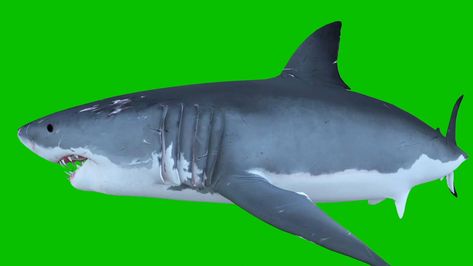 White Shark Swim In A Circle Green Screen Front 3D Rendering Animations Circle Green Screen, Shark Swimming, White Sharks, Green Screen, A Circle, 3d Rendering, Stock Video, Stock Footage, Swimming