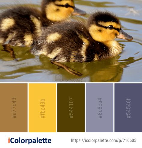 Color Palette Ideas from Duck Bird Ducks Geese And Swans Image Duck Color Palette, Call Duck Colors, Wildlife Colour Palette, Bird Colour Palette, Kingfisher Color Palette, Yellow Wagtail, Duck Bird, Blue Colour Palette, Color Palette Design