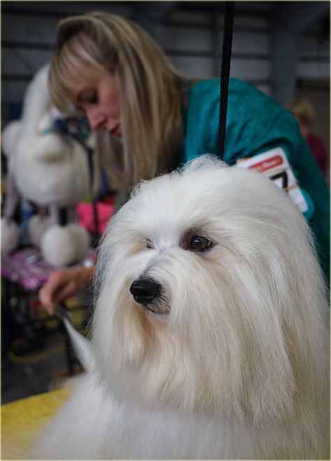 Coton De Tulear Puppy, Coton De Tulear Dogs, Dog Grooming Styles, Dogs Grooming, Puppy Cut, Dog Haircuts, Grooming Style, Hair Style Korea, Coton De Tulear