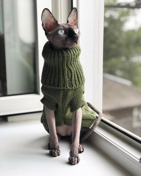 Cat Photography Aesthetic, Hairless Kitten, Cute Hairless Cat, Chat Sphynx, Sphynx Cats, Sphinx Cat, Hairless Cat, Sphynx Cat, Sphynx