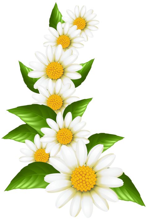 Daisy Image, Botanical Flowers Print, Flower Art Drawing, White Daisies, Clip Art Borders, Free Clipart, Flower Clipart, Flower Art Painting, Digital Flowers