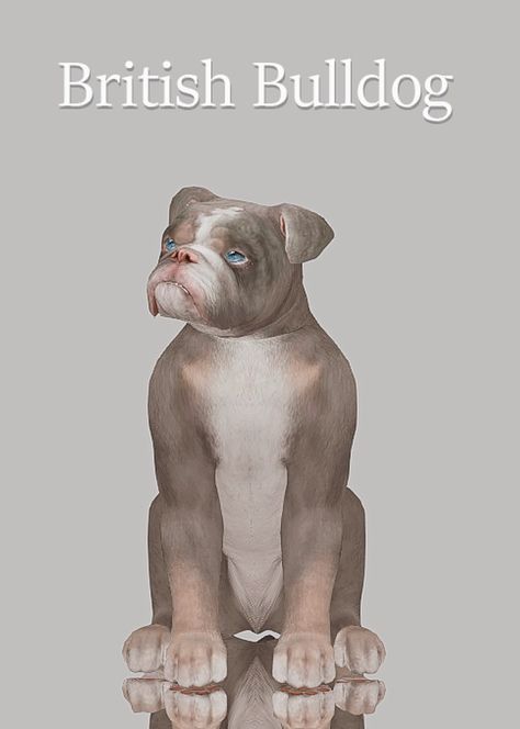 British Bulldog | Pet dump | Patreon Sims 4 Pets Mod, Sims Pets, Youtube Cover, Sims 4 Tsr, Sims 4 Traits, Sims 4 Family, Free Sims 4, The Sims 4 Packs, Sims 4 Game Mods