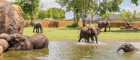 Elephant Zoo Exhibit, Elephant Exhibit, Zoo Exhibit Design, Joyland Amusement Park, Zoo Exhibit, Interpretation Centre, Zoo Elephant, Elephant Zoo, Arabian Oryx