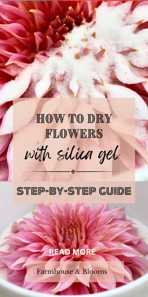 two pictures of a pink dahlia being dried in silica gel How To Dry Flowers Upside Down, How To Dried Flowers Diy, Silica Gel Flower Preservation, Flower Drying Ideas, How To Dry Flowers And Keep Color, Preserving Dried Flowers, Diy Dried Flower Arrangement, Diy Dried Flowers, How To Dry Flowers