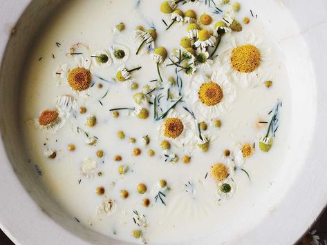 Chamomile Gelato Recipe | Saveur Chamomile Recipes, Gelato Recipe, Carob Powder, Fig Leaves, Ice Cream Machine, Garden Recipes, Wild Food, Chamomile Flowers, Homemade Ice Cream