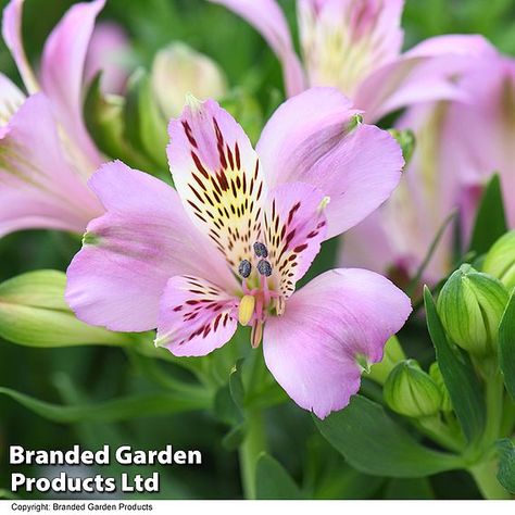 If you have a passion for purple, these Peruvian Lilies have been specially bred with you in mind! This collection of purple beauties is beautifully balanced with deep, light and mid tones, making the perfect trio for your patio containers. Inticancha® Alstroemeria are neat and compact with a flowering period that lasts from spring right through to autumn. These brightly coloured Alstroemeria form a neat, bushy mass of stems topped with exotic looking blooms. Perfect for brightening up pots or adding a splash of colour to the front of borders. They make exquisite cut flowers too! Height and spread: 40cm (16").Purple Passion Collection includes the following varieties:Alstroemeria Inticancha ‘Moon’ – Distinctive colour with a light purple throat fading to whiteAlstroemeria Inticancha ‘Parai Purple Alstroemeria, Alstroemeria Flower, Peruvian Lilies, To Autumn, Cut Flowers, Light Purple, Bright Colors, Color Splash, Borders