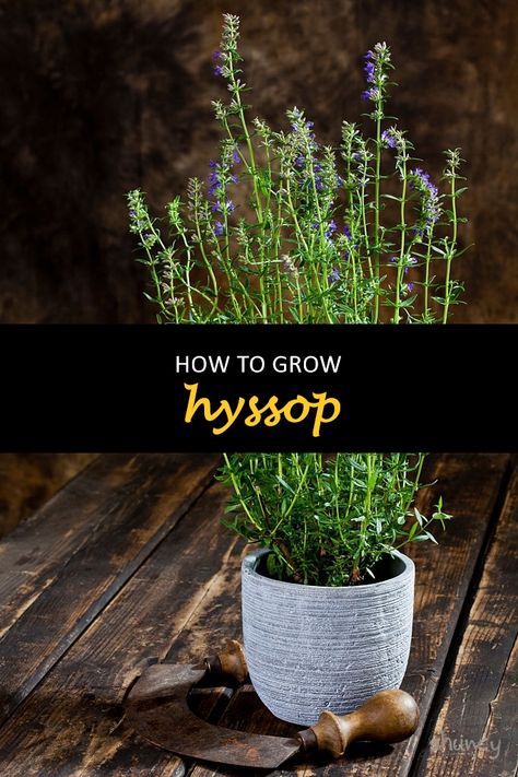 Hyssop is a plant that has been used as a culinary herb for centuries. It's also an excellent plant to grow in your garden because it can be used medicinally, and its oils are great for skin care. This blog post will teach you how to grow hyssop plants so you can enjoy these benefits. #shuncy #shuncygarden #lovethegreen #howtogrow #flower #hyssop Hyssop Benefits, Hyssop Plant, Herbal Guide, Growing Herbs Indoors, Plant Activities, Herbs Garden, Herbs Plants, Culinary Herbs, Plants And Gardening