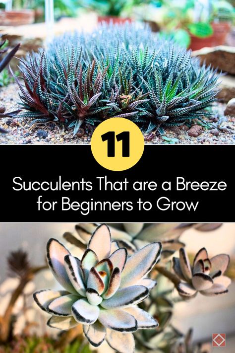 Explore 11 easy-to-grow succulent plants that are perfect for beginners. These hardy plants require minimal care and bring vibrant greenery to any space. Start your succulent garden effortlessly. Identifying Succulents, Indoor Plants Pet Friendly, Succulent Varieties, Grow Succulents, Plants For Beginners, Succulent Display, Plants Pet Friendly, Zebra Plant, Plants Outdoor