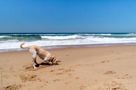 Dog Making A Hole At The Beach. por Luis Velasco - Beach, Dog - Stocksy United Dog Digging, Digging Dogs, Playing On The Beach, Animal Photography Wildlife, Beach Dog, Dog Playing, Photography Wildlife, Brain Training, Training Program