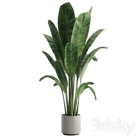 indoor plant set 08 - Indoor - 3D model Plants For Photoshop, Youtube Avatar, Indoor Floor Plants, Png Plants, Green Library, Tall Indoor Plants, Plant Png, Large Indoor Plants, Plant Goals