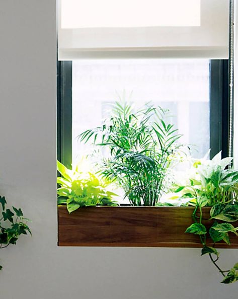 Window Sill Ideas | Apartment Therapy Windows Without Window Sills, Office Window Sill Decor, Window Sill Cover Ideas, Window Sill Ideas Decoration Living Room, Living Room Window Sill Decor, Window Planters Indoor, Painted Window Sills Interiors, Painted Window Sill, Bay Window Sill Decor