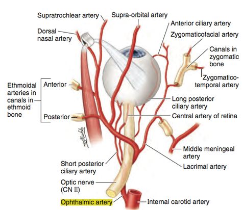 After coursing through the cavernous sinus, the ICA pierces through the dural wall of the sinus to enter the subarachnoid space. It then gives off its first branch - the ophthalmic artery, which runs with the optic nerve and ophthalmic vein into the orbit. The ophthalmic artery passes beneath the optic nerve from lateral to medial. Iridology Chart, Eye Nerves, Optometry Education, Arteries Anatomy, Nerve Anatomy, Abdominal Aorta, Eye Anatomy, Medical Stickers, Gross Anatomy