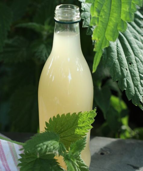 Nettle beer and gorse wine are quick and easy to make Stinging Nettle Tea Recipe, Nettle Beer, Purple Dead Nettle Tea, Purple Nettle, Purple Dead Nettle Tincture, Recycled Beer Bottles, Wine Yeast, Foraging Recipes, Fermented Drink