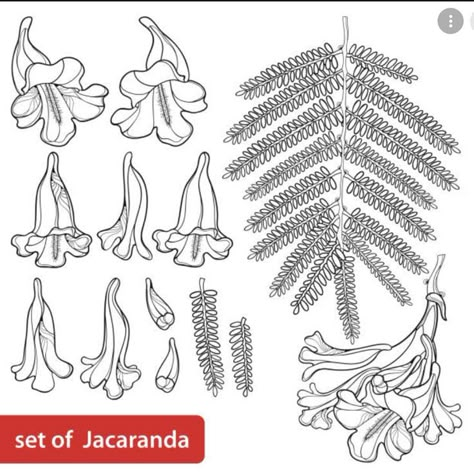 Jacaranda Flower, Jacaranda Mimosifolia, Flower Cartoon, Jacaranda Tree, Botanical Drawing, Flower Outline, Flower Bunch, Botanical Drawings, Beauty Tattoos